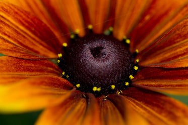 blooming flower close up