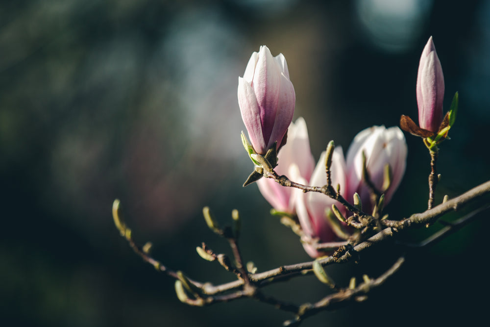 blooming magnolia branch