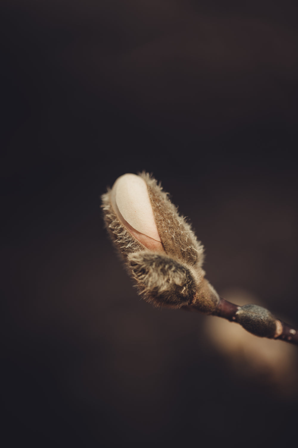 blooming magnolia bud