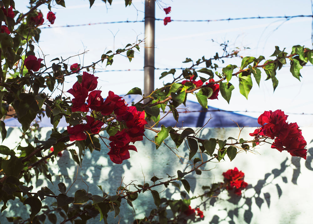 blooming red flowers on bush