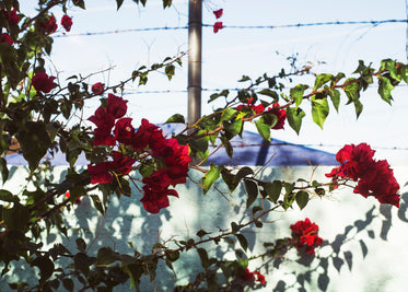 blooming red flowers on bush