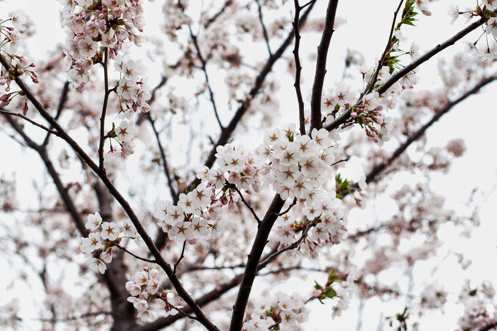 blooming tree branches