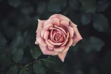 blossomed pink rose in focus