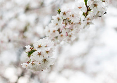 blossoming cherry tree