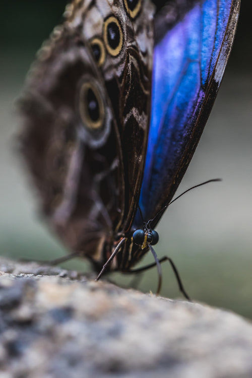blue and purple butterfly on tree