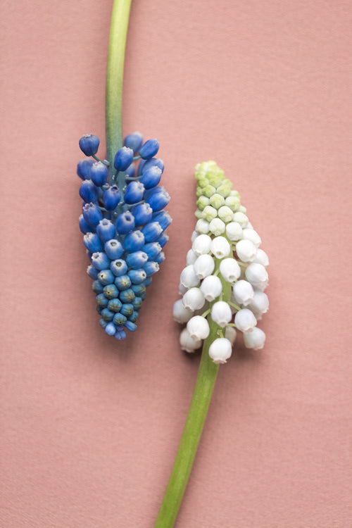 blue and white muscari flowers on pink