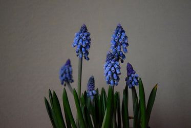 blue bell shaped flowers