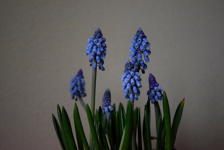 blue-bell-shaped-flowers.jpg?width=746&format=pjpg&exif=0&iptc=0