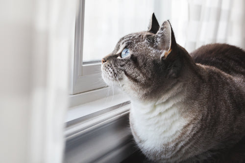 蓝眼睛的猫做白日梦