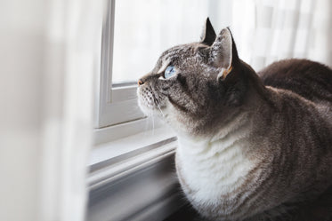 blue-eyed cat daydreams