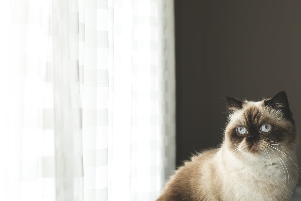 blue eyed persian cat by window
