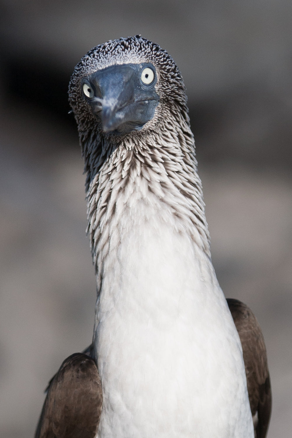 blue footed booby face