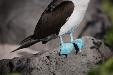 blue footed booby feet