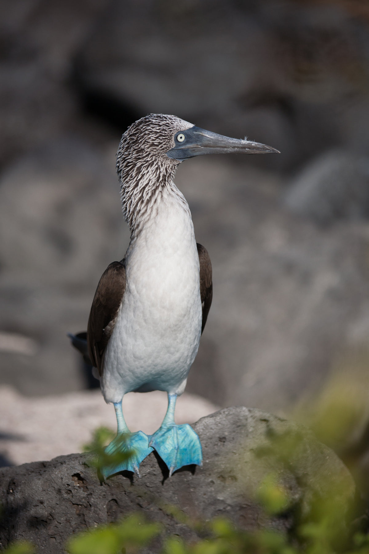 blue footed booby on rock