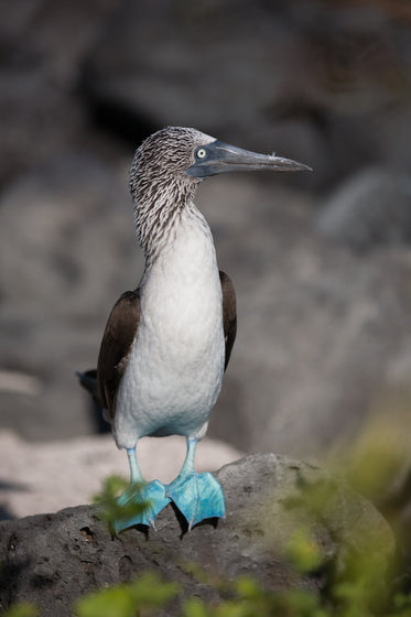 blue footed booby on rock