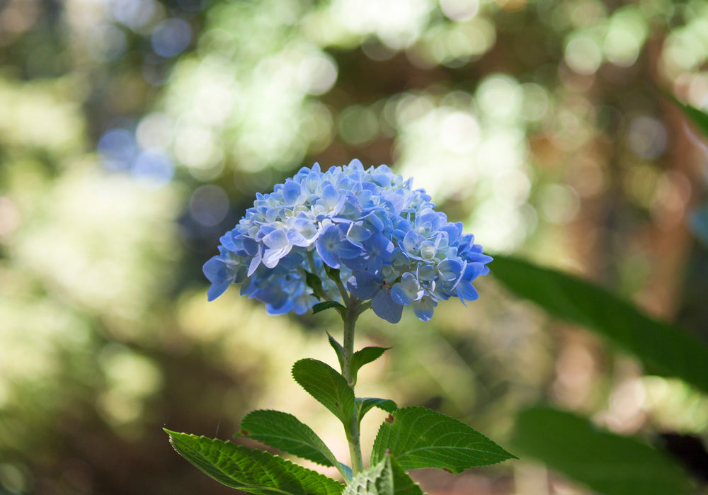 blue hydrangea flower