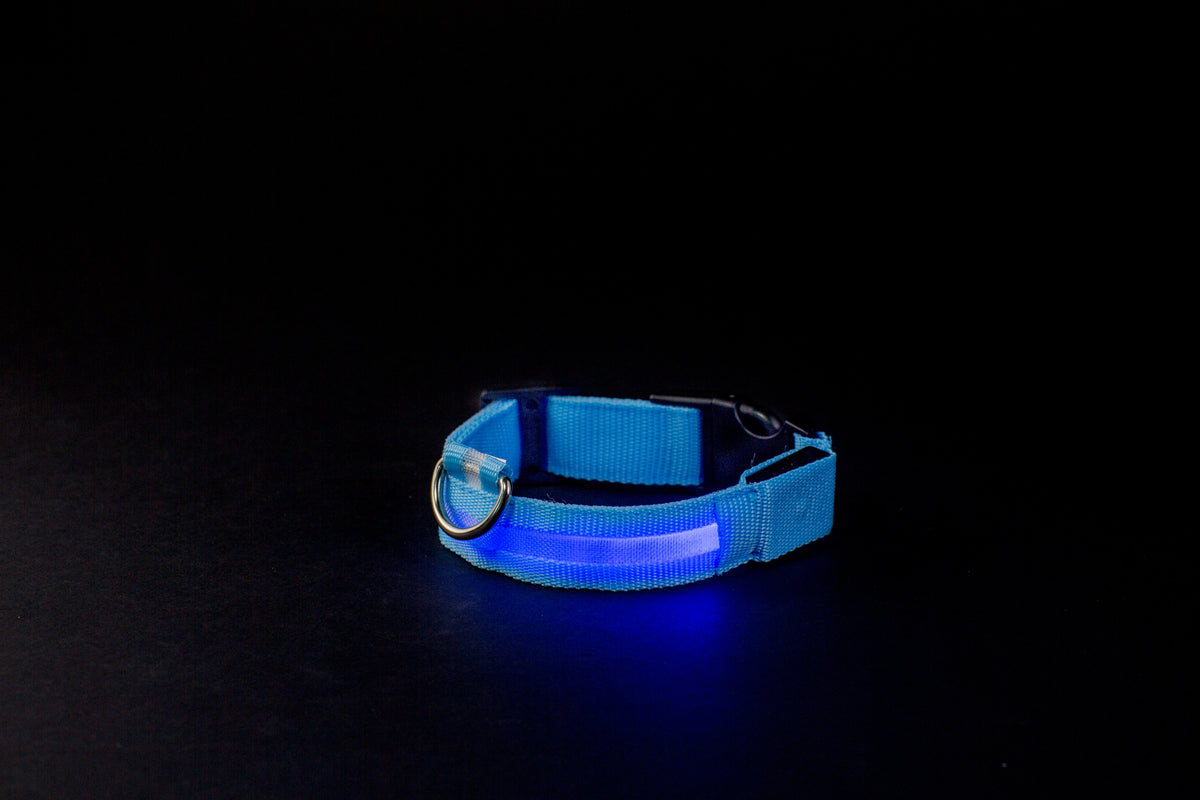 blue led dog collar