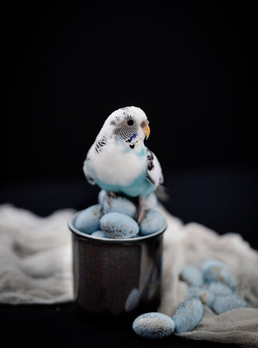 blue parakeet sits on eggs