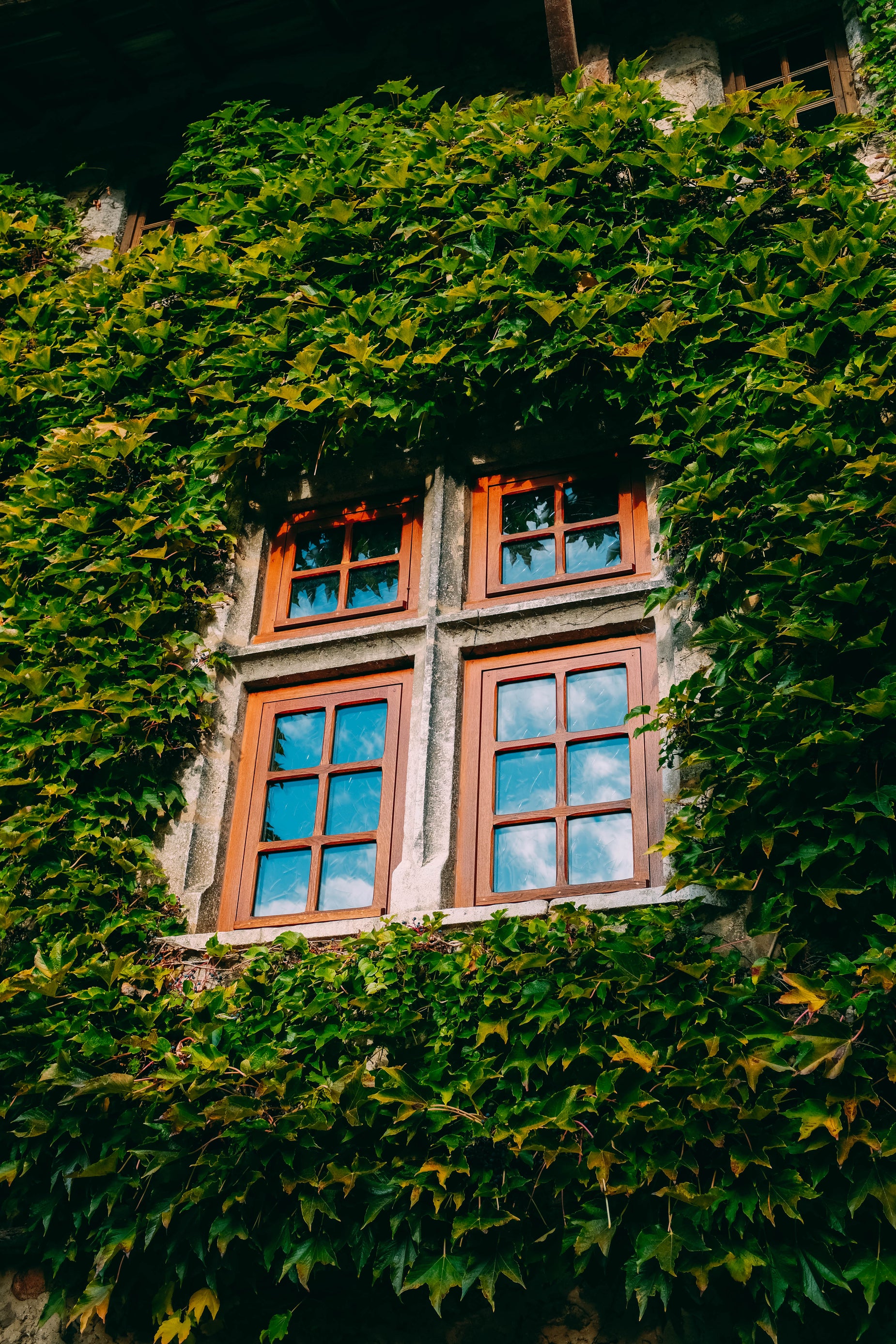 Free Blue Sky Window And Ivy Image: Stunning Photography