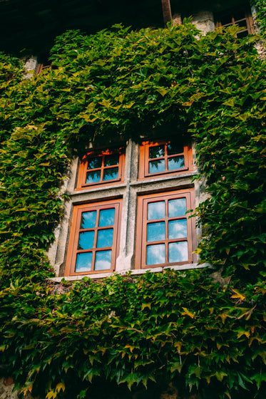 blue sky window and ivy