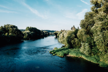 blue water and green trees on summers day