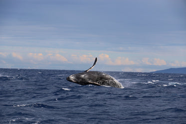 blue whale jumps out of the ocean