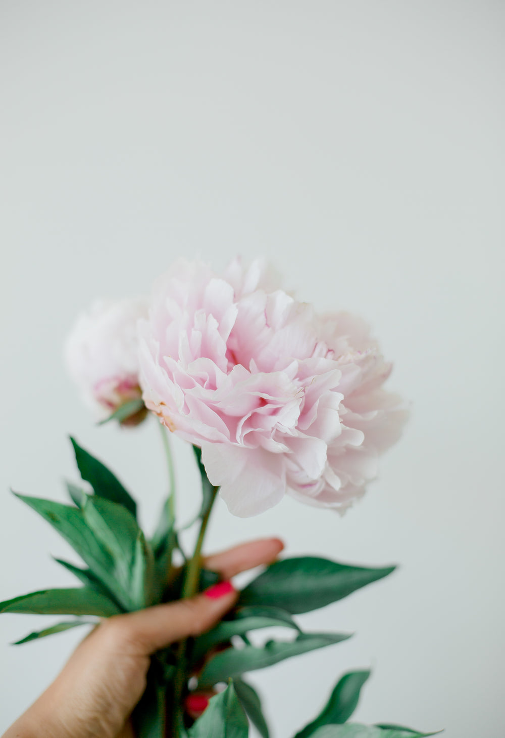 blush pink peony in hand