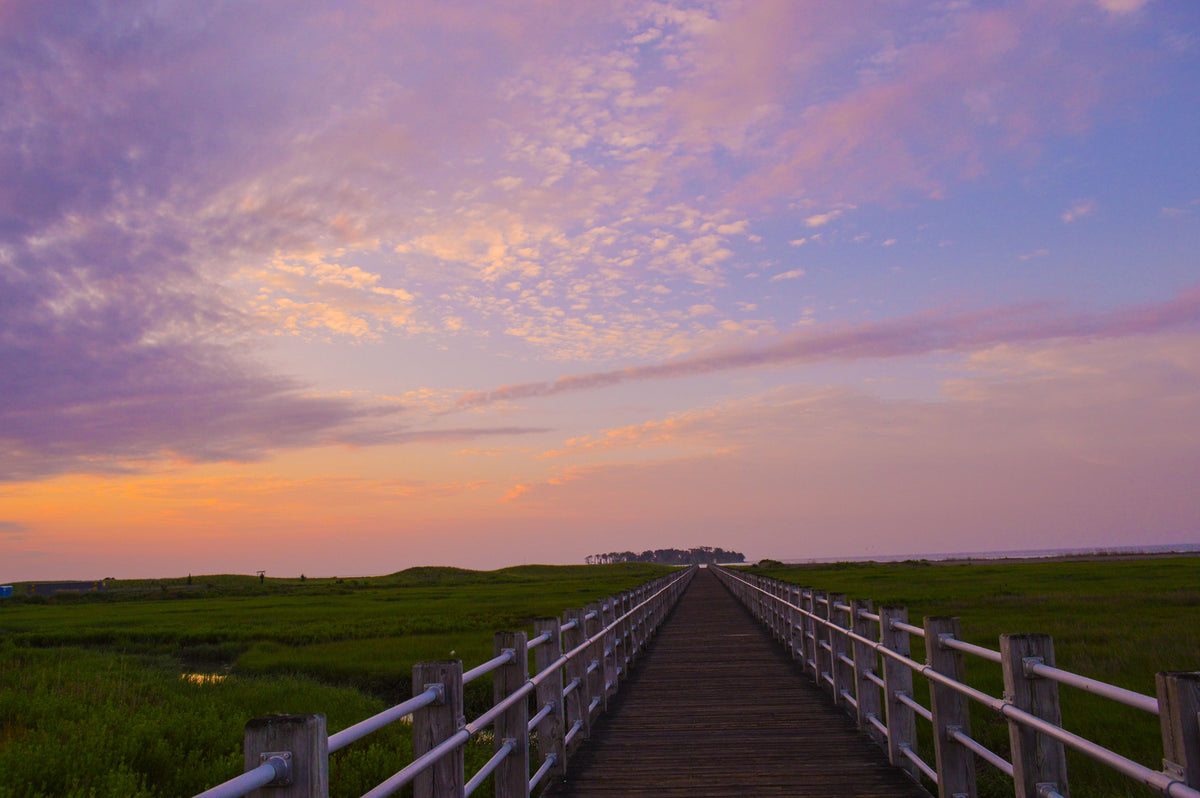 boardwalk through marsh under bright purple sky