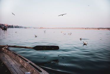 boat paddle rests with birds in the water