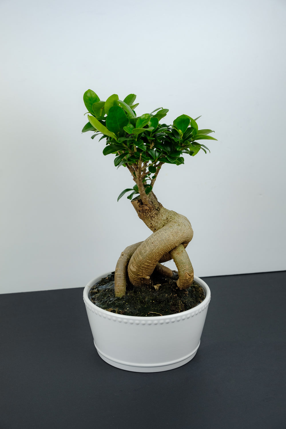 bonsai tree on monochrome background