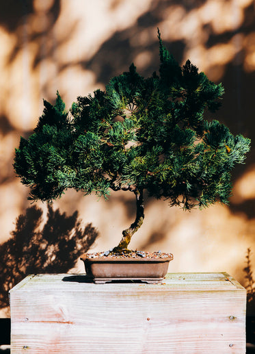 bonsai tree