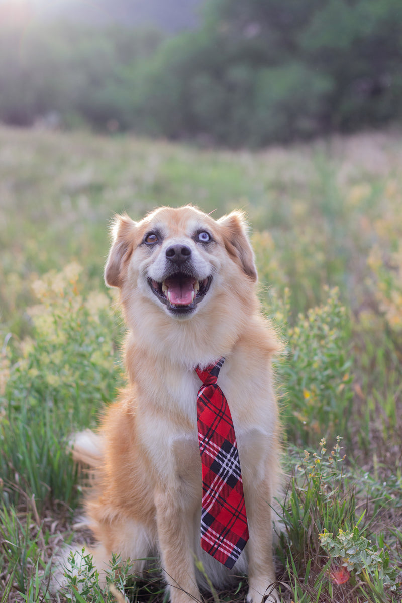 Unveiling the Truth: Can Dogs Consume Saltine Crackers Safely? Discover the truth about whether dogs can safely eat saltine crackers. Learn about the risks, alternatives, and what to do if your dog consumes them. Read now!