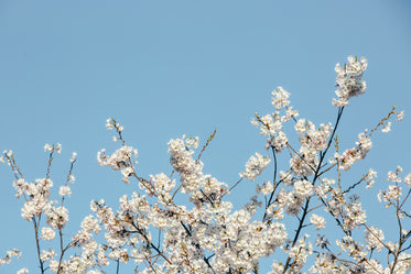 bottom framed cherry blossom tree