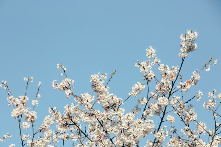 Bottom Framed Cherry Blossom Tree