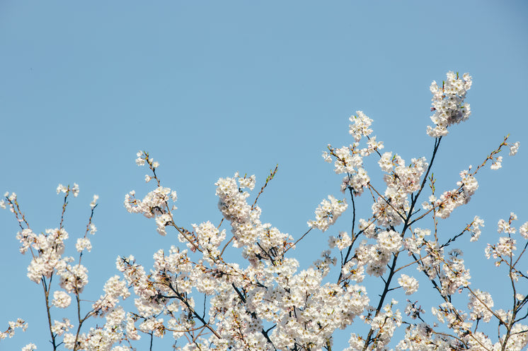 底框櫻花樹(shù)