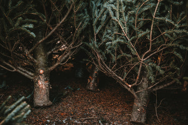 bottom of pine trees resting on each other