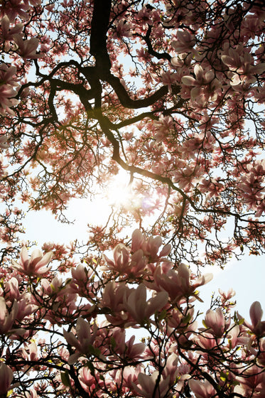 bottom view of sun shining through the branches