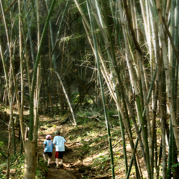 boys-in-bamboo-forest.jpg?width=746&form
