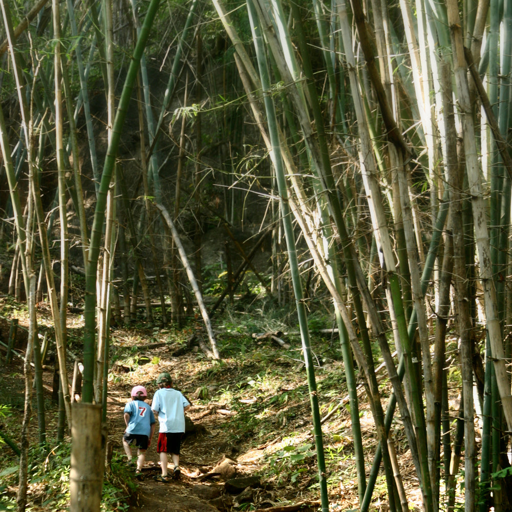 boys in bamboo forest