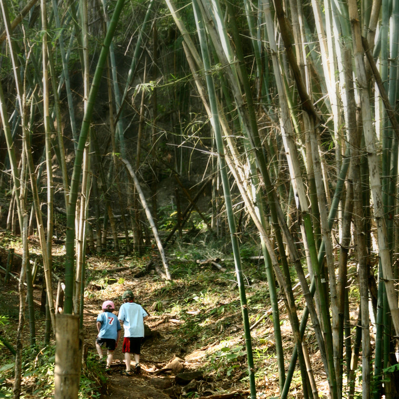 Unleash Your Inner Explorer with Essential Hiking Gear for Beginners