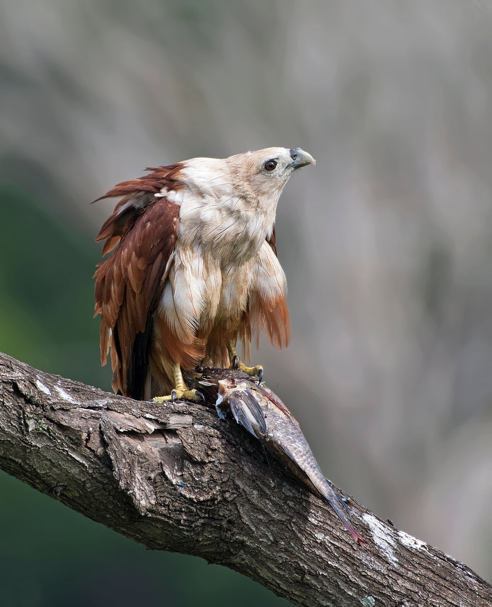 brahminy kite with fresh fish catch