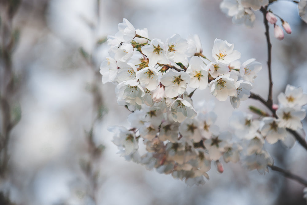 branch of blooming cherry blossoms