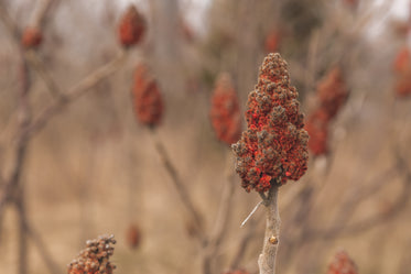 branch of sumac in a field