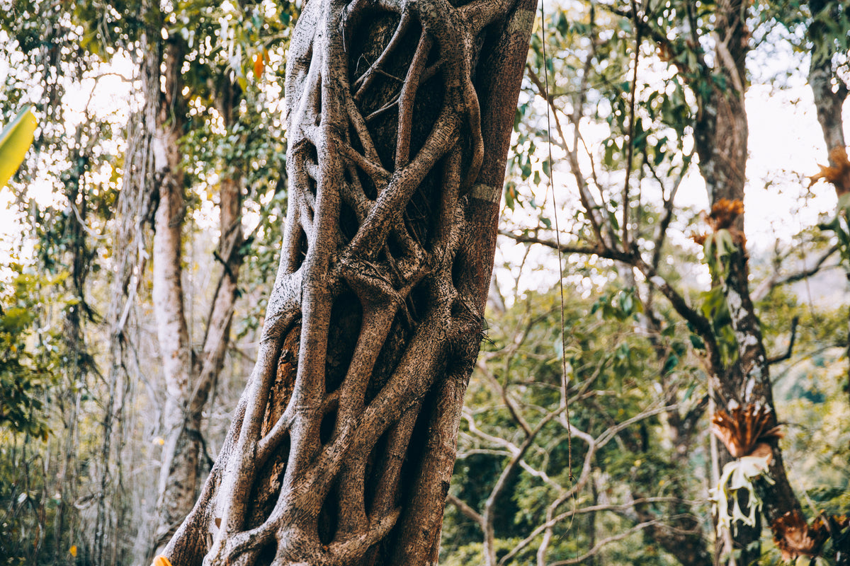 branches growing over tree trunk