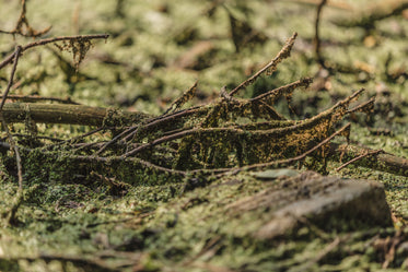 branches in bog