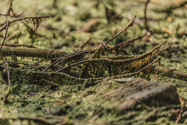 branches in bog