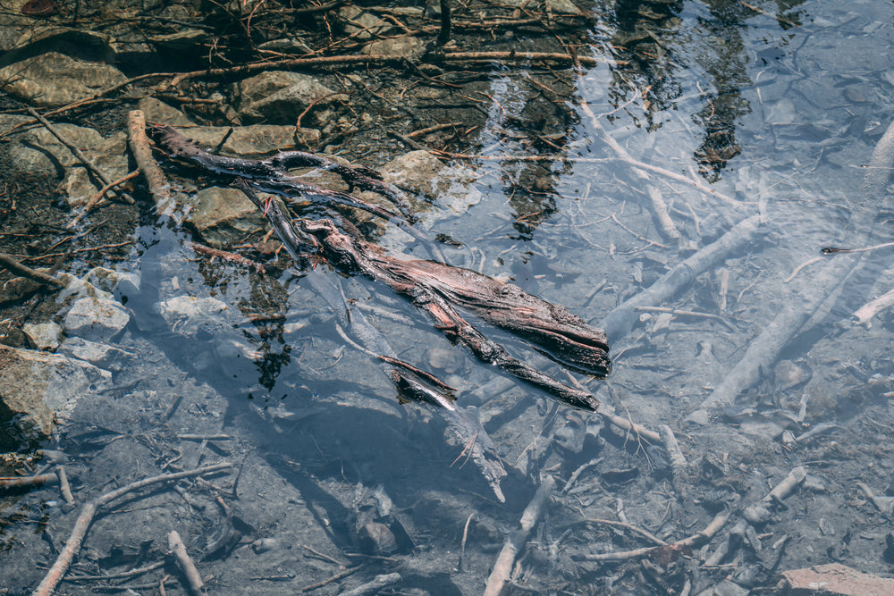 branches in clear stream water