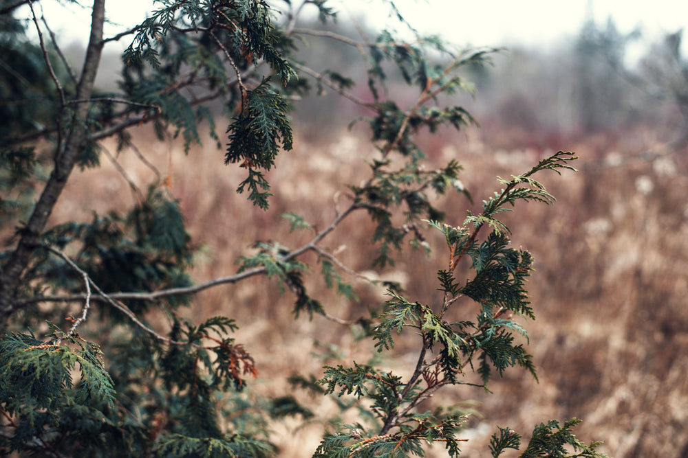 branches of a fir tree brave the winter elements