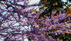branches of flowering cherry blossoms in springtime