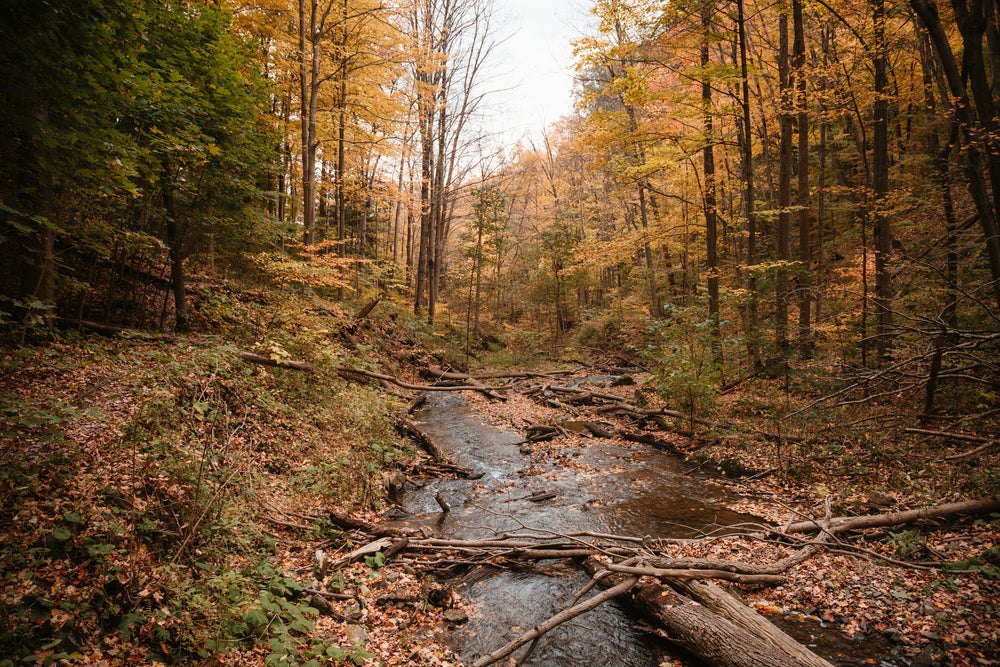 branches over river in fall